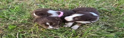 Australian Shepherd dogs for sale: Australian Shepherd Puppy Orange  - Ad 5