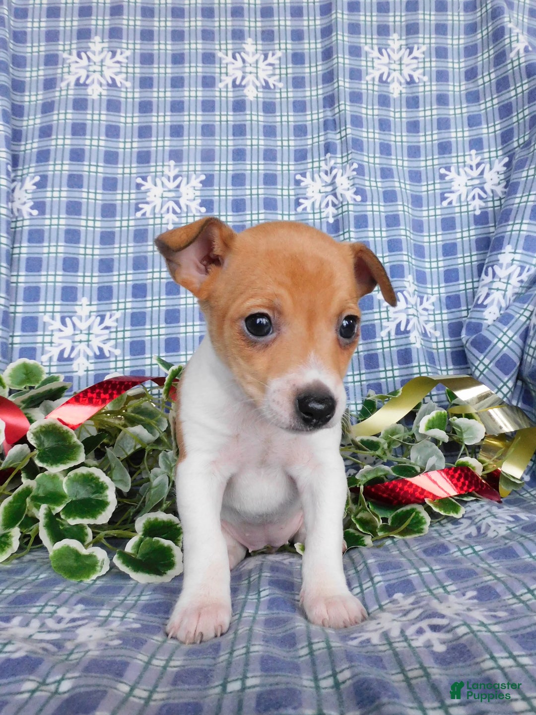 Jack Russell Terrier dogs for sale: Violet - Ad 5