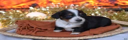 Dachshund dogs for sale: Sparkles - Ad 4