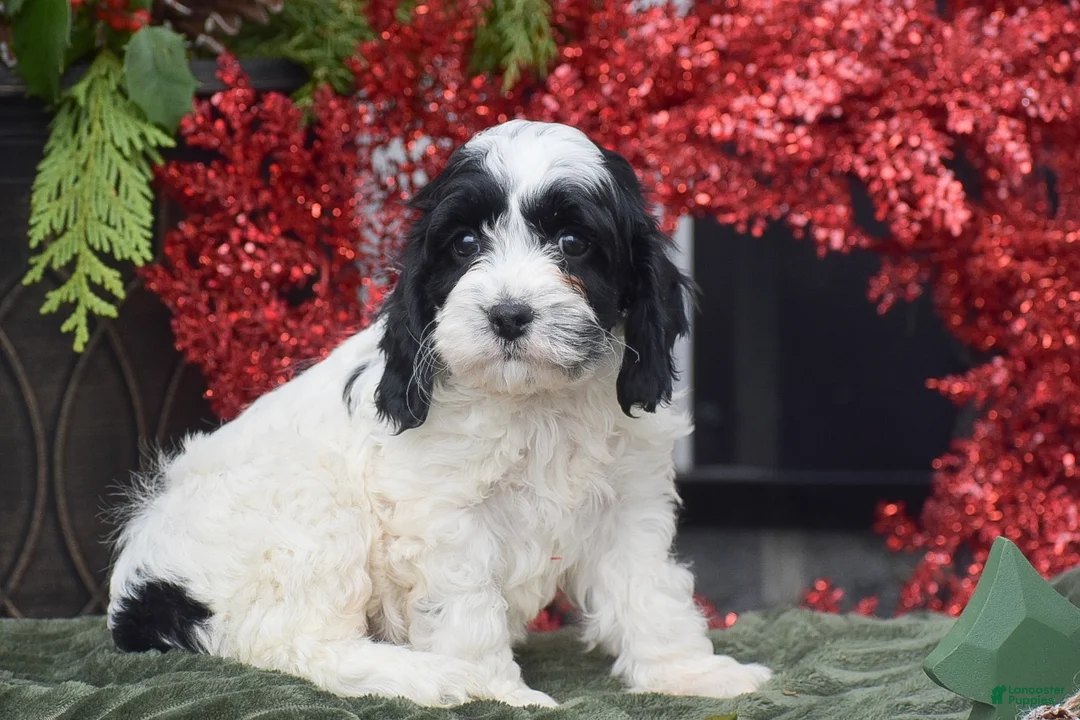 Cockapoo dogs for sale: Myrn  - Ad 4