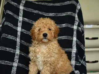 Mini Goldendoodle dogs for sale: Dexter - Ad 3