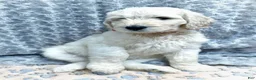 Labradoodle dogs for sale: Labradoodle 7 - Ad 1