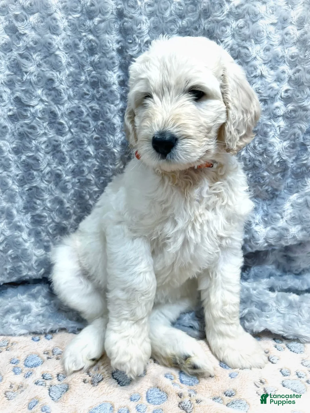 Labradoodle dogs for sale: Labradoodle 7 - Ad 1