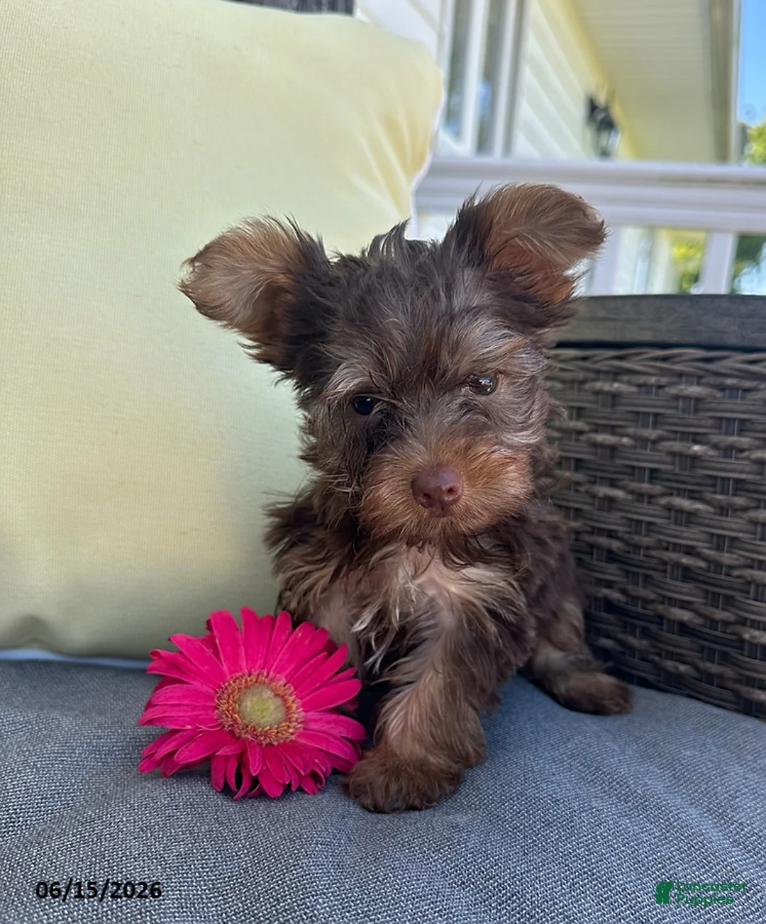Yorkshire Terrier dogs for sale: Rocky - Ad 1