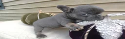 French Bulldog dogs for sale: French Bulldog 3 Brutis - Ad 2