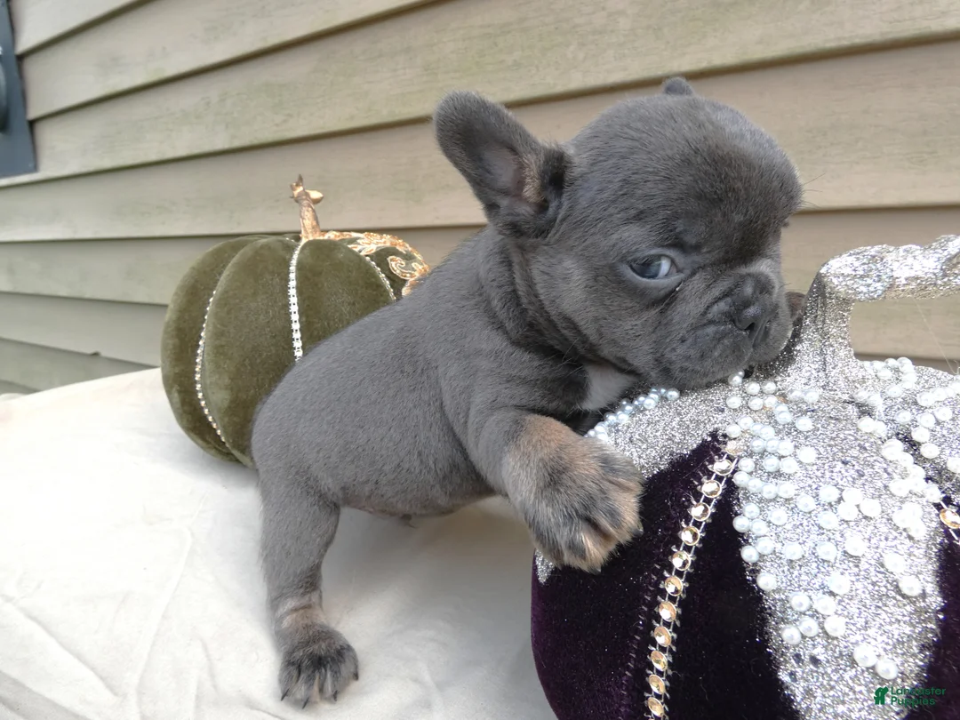 French Bulldog dogs for sale: French Bulldog 3 Brutis - Ad 2