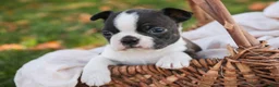 Boston Terrier dogs for sale: Cody Boston Terrier  - Ad 4