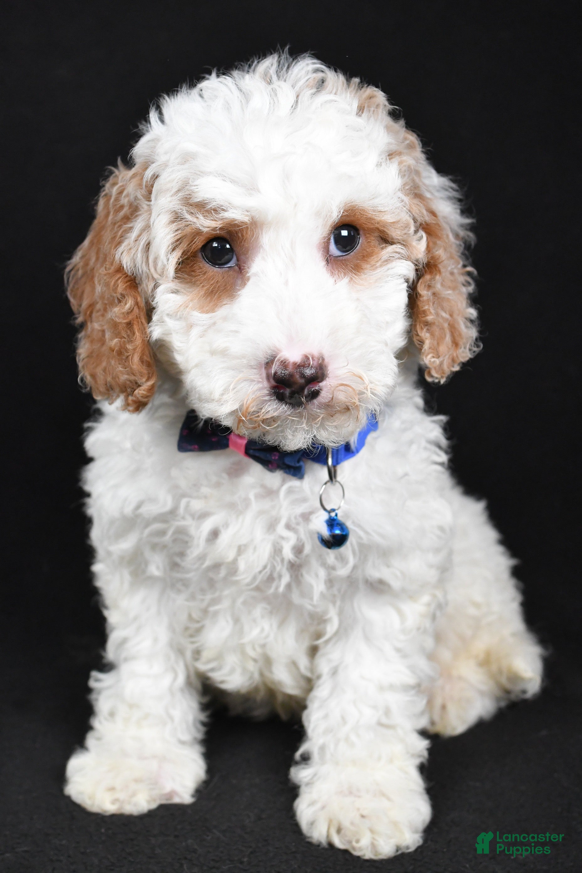 Cavapoo dogs Smokey - Ad 12