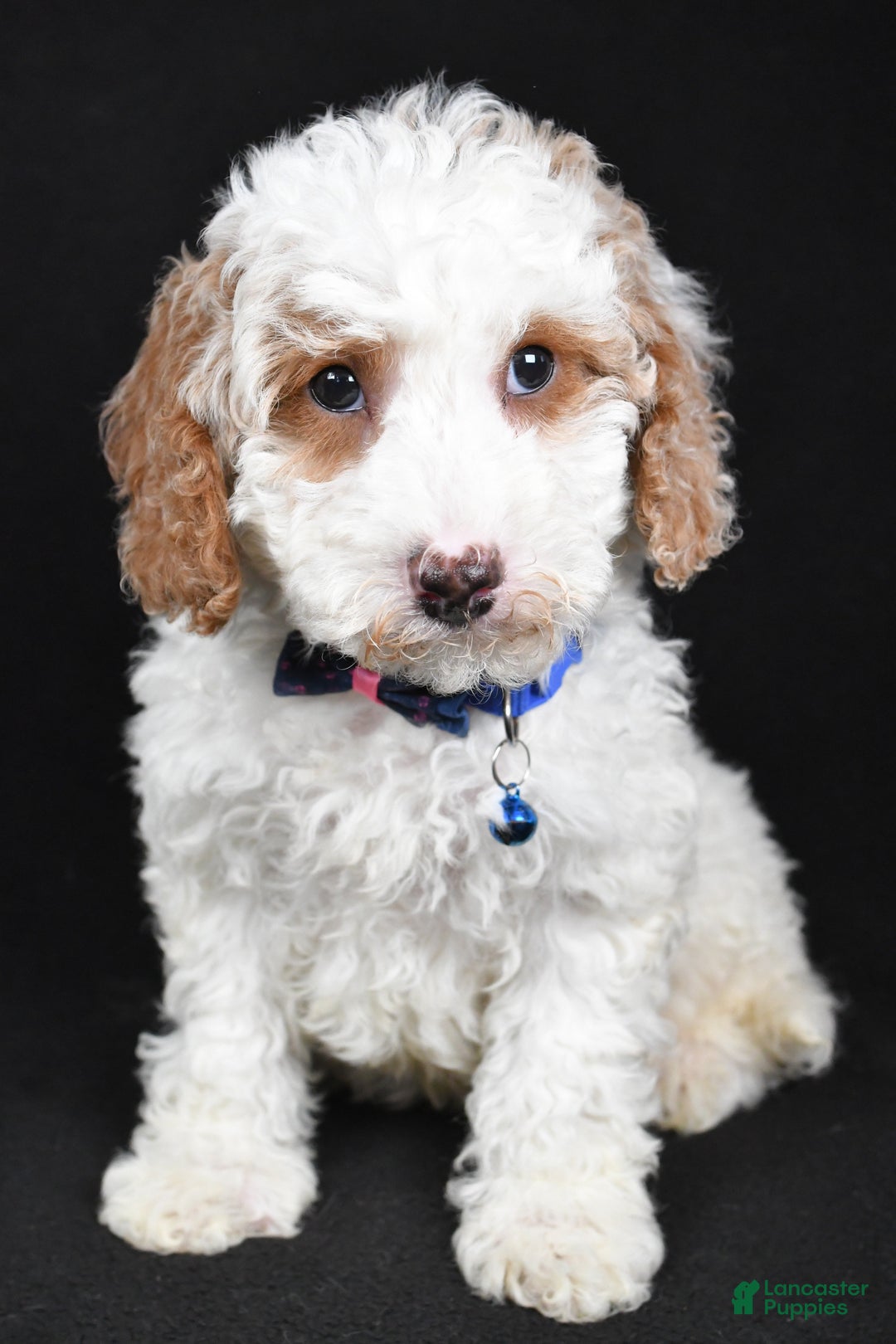 Cavapoo dogs for sale: Smokey - Ad 1