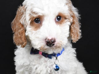 Cavapoo dogs Smokey - Ad 34
