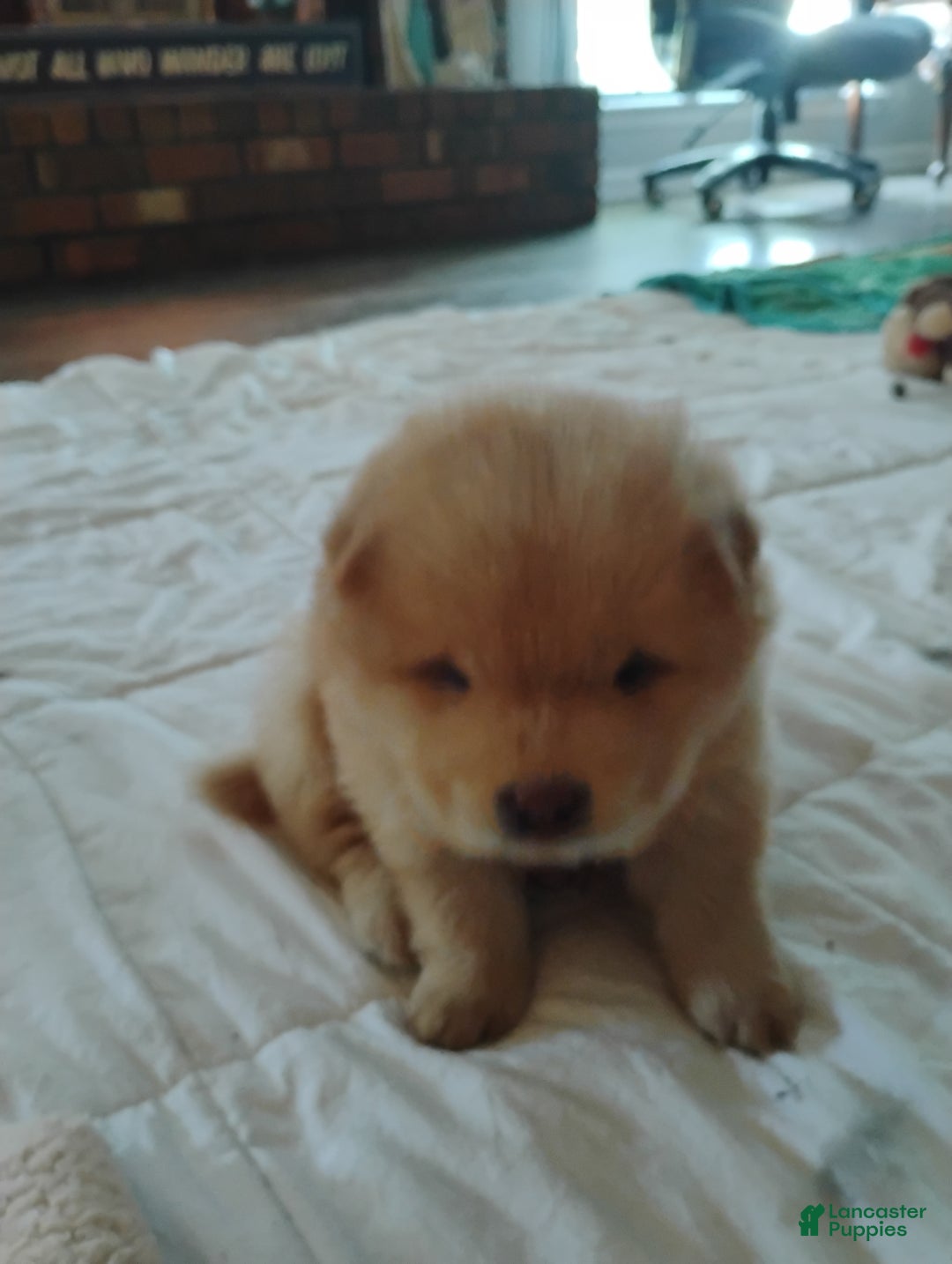 Chow Chow dogs for sale: Elsa - Ad 3