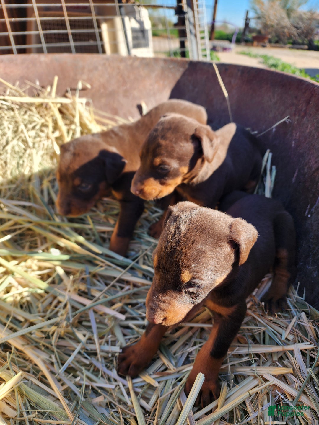 Doberman Pinscher dogs for sale: Poppy F2 - Ad 4