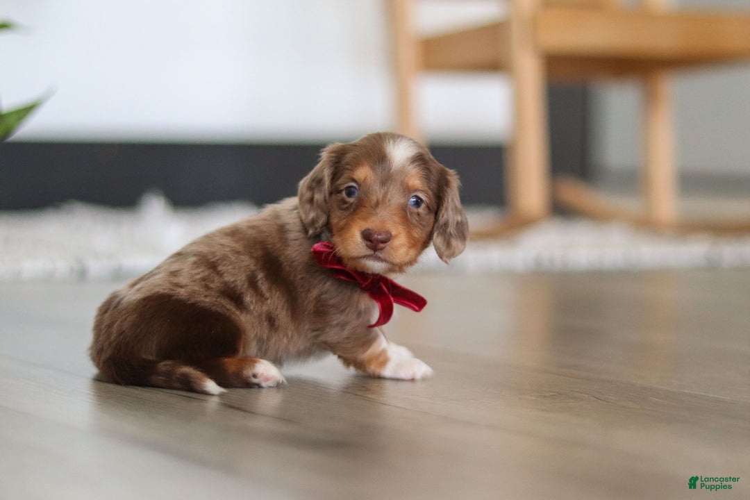 Dachshund dogs for sale: Jake - Ad 4