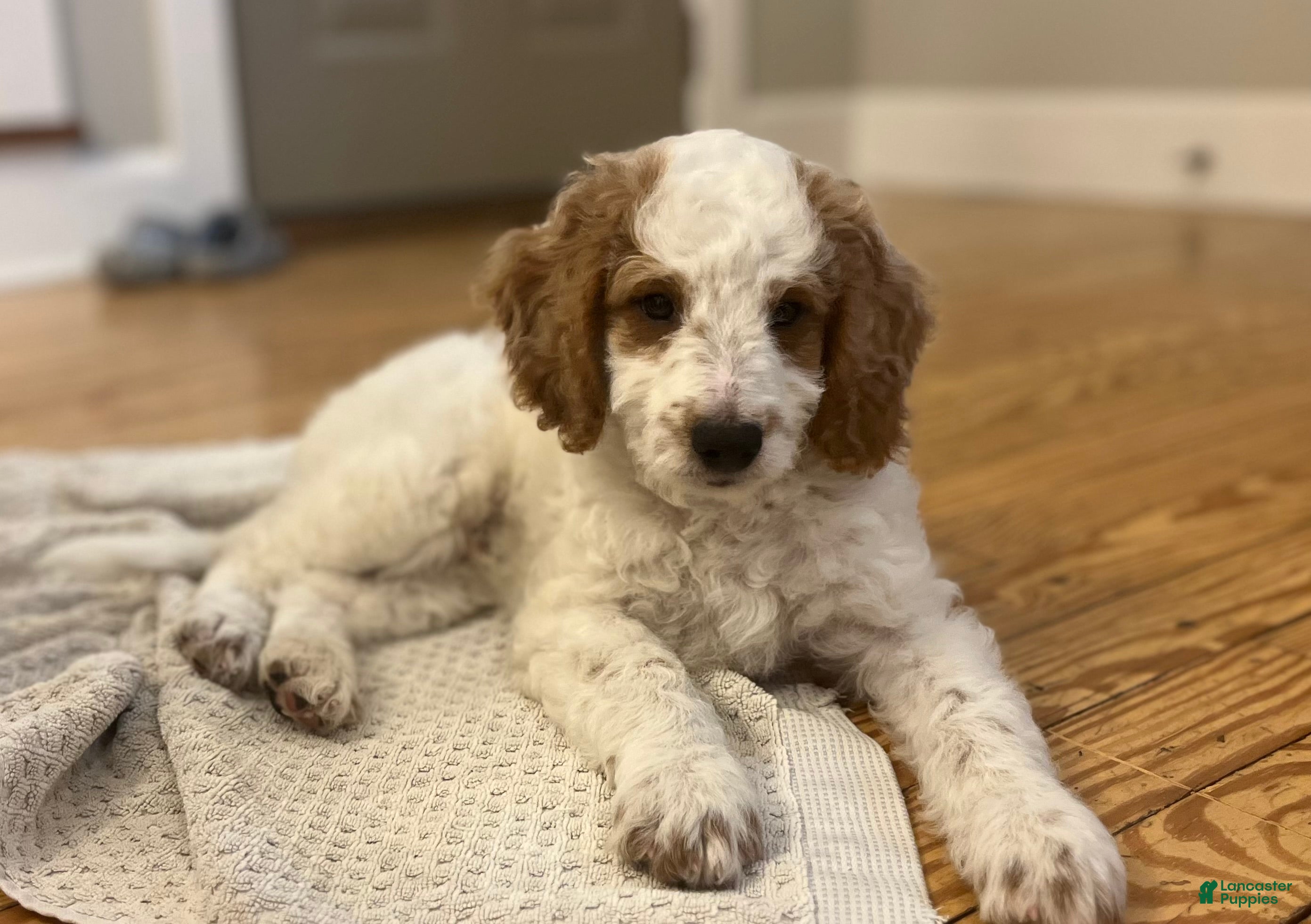 Mini Goldendoodle dogs Geroge - Ad 1