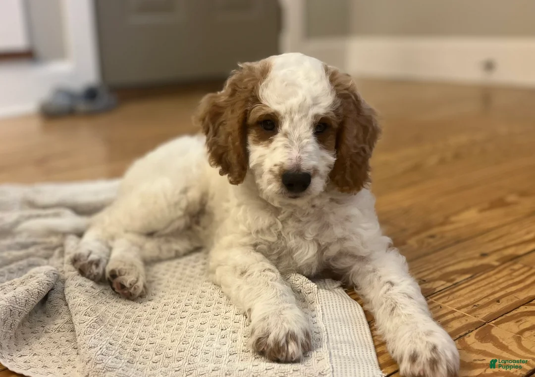 Mini Goldendoodle dogs for sale: Geroge - Ad 1