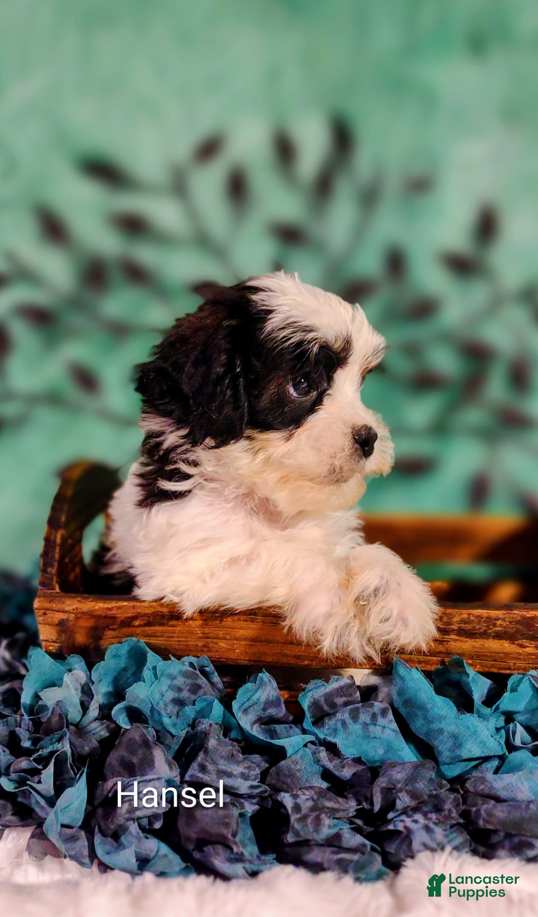Mixed Breed dogs Mixed Breed 2 Hansel  - Ad 2