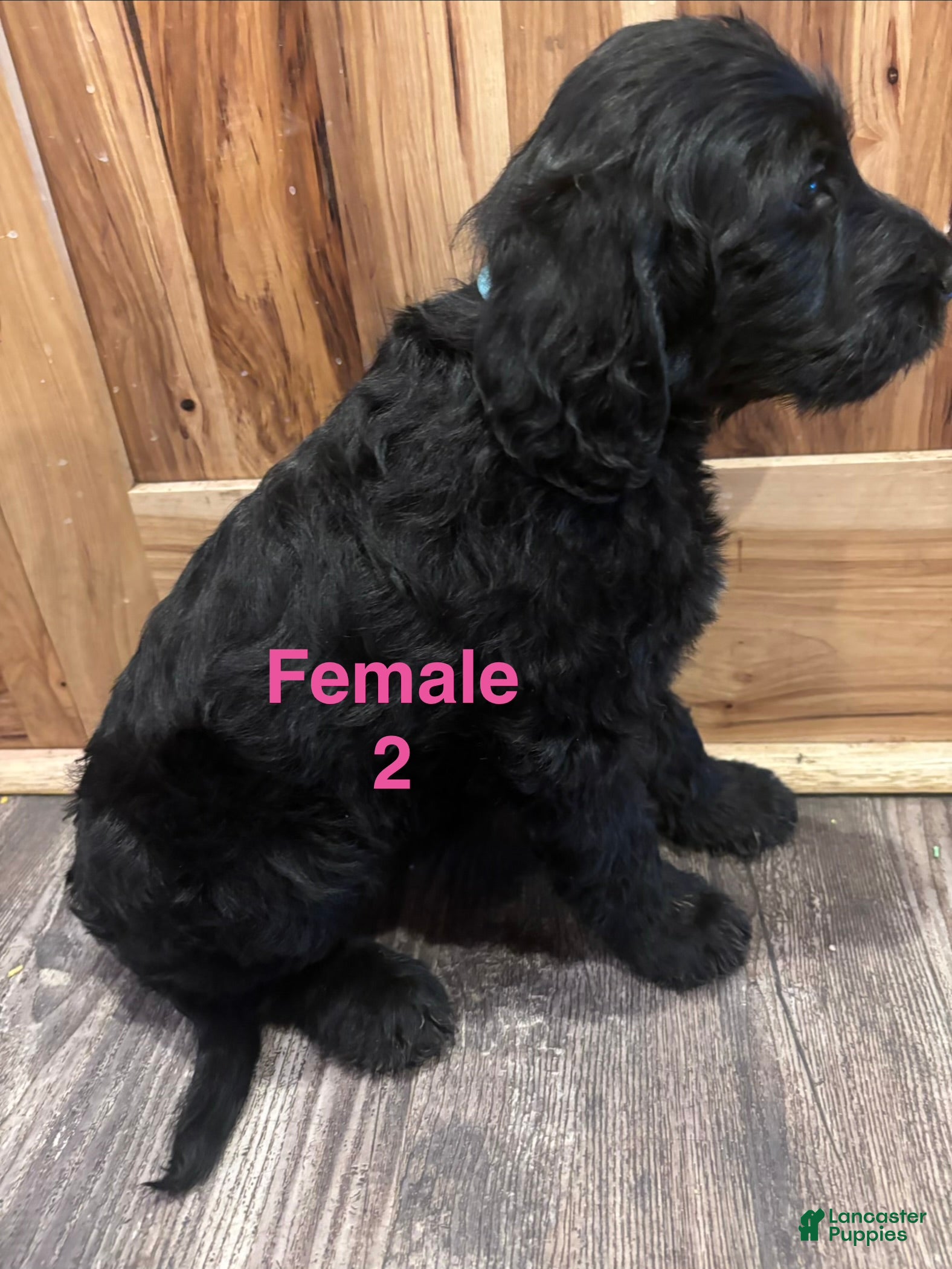Labradoodle dogs Labradoodle Puppy 7 - Ad 30