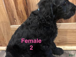 Labradoodle dogs Labradoodle Puppy 7 - Ad 30