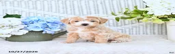 Mini Aussiedoodle dogs for sale: Valerie - Ad 3