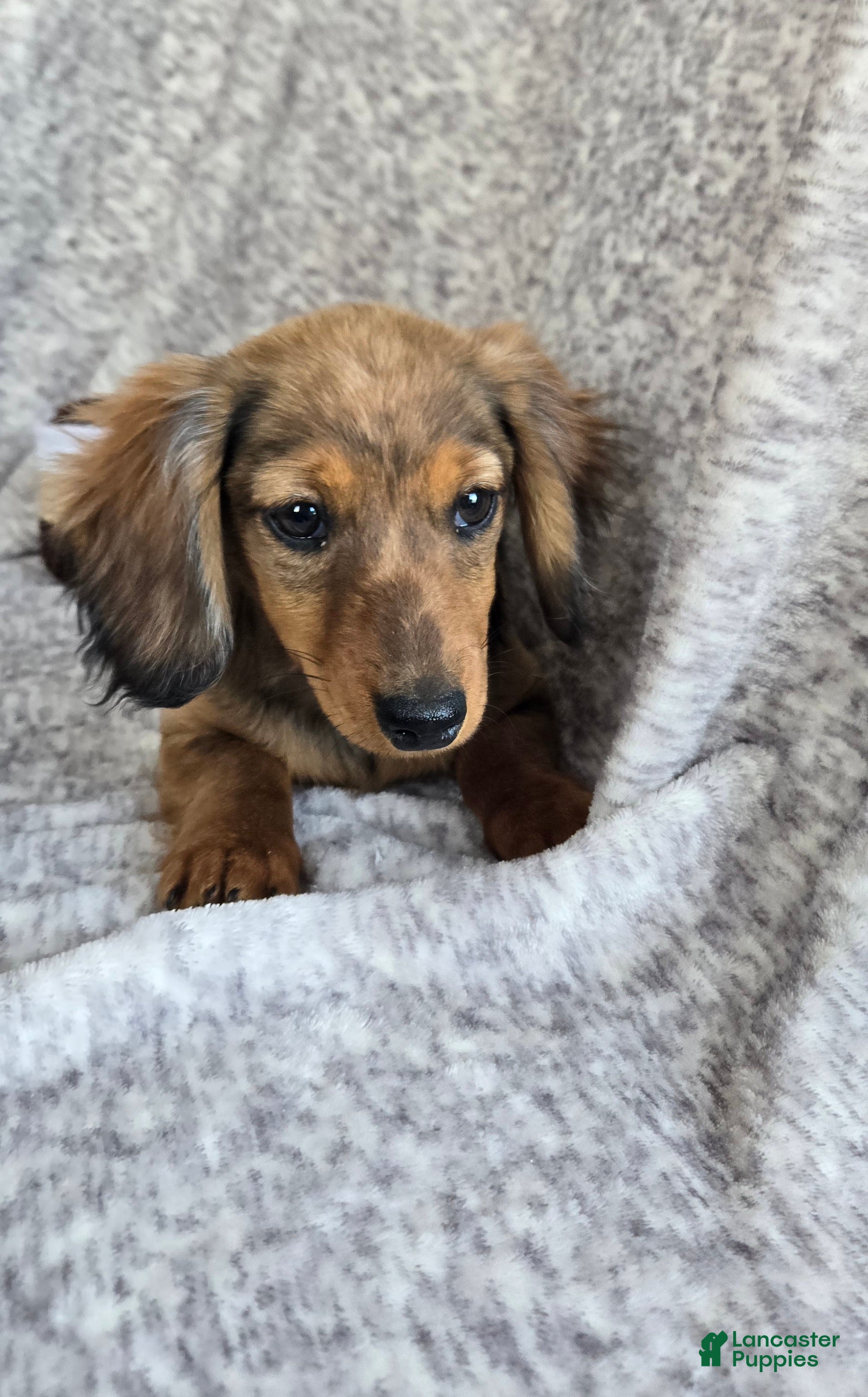 Miniature Dachshund dogs Hazelnut - Ad 23
