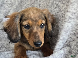Miniature Dachshund dogs Hazelnut - Ad 15