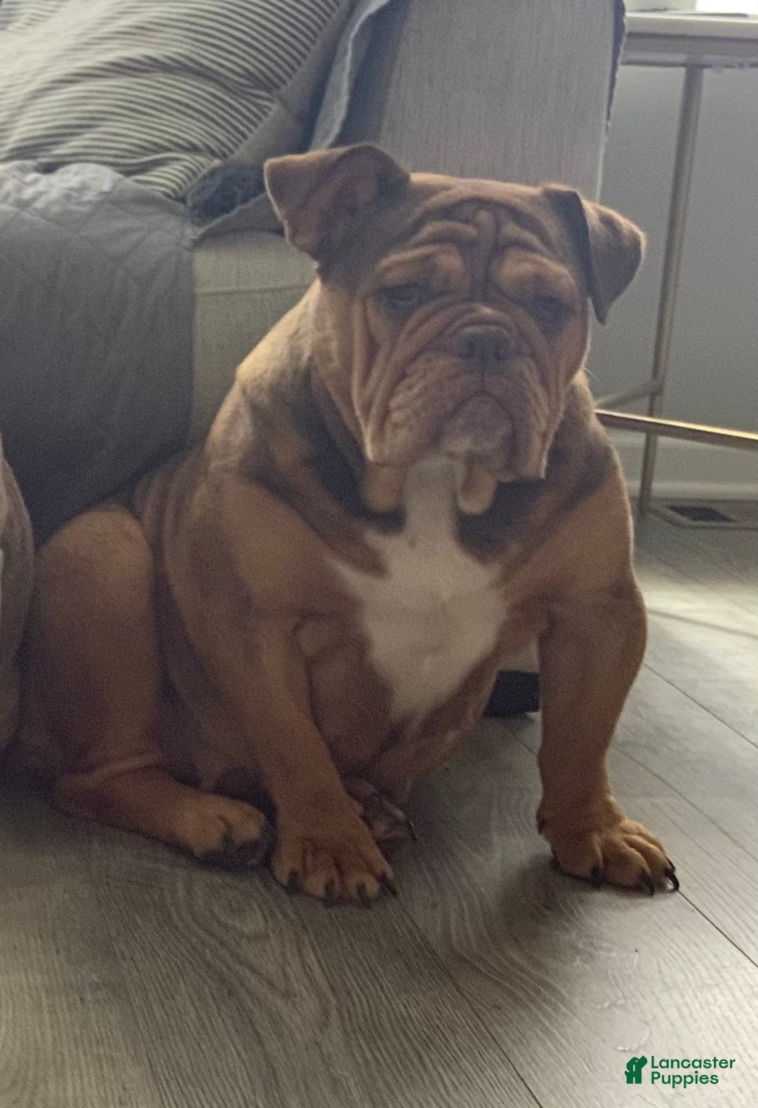 English Bulldog dogs for sale: Hazel - Ad 5