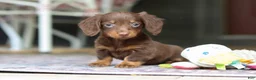 Miniature Dachshund dogs for sale: Landry - Ad 11