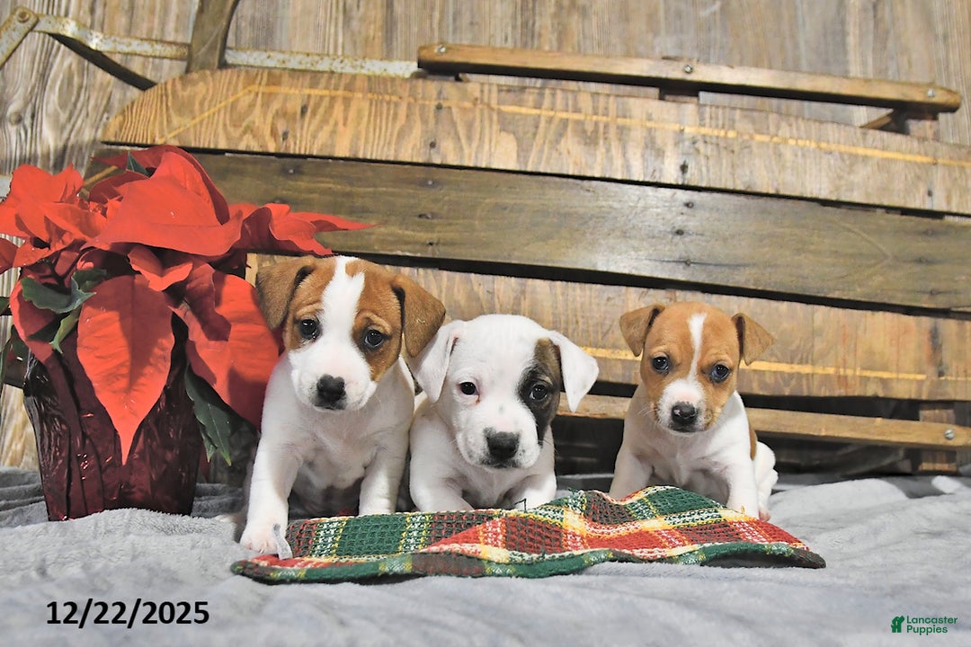Jack Russell Terrier dogs for sale: Trudy - Ad 5