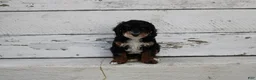 Miniature Poodle dogs for sale: Tanger - Ad 9