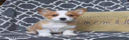 Welsh Corgi Pembroke dogs for sale: Happy - Ad 5