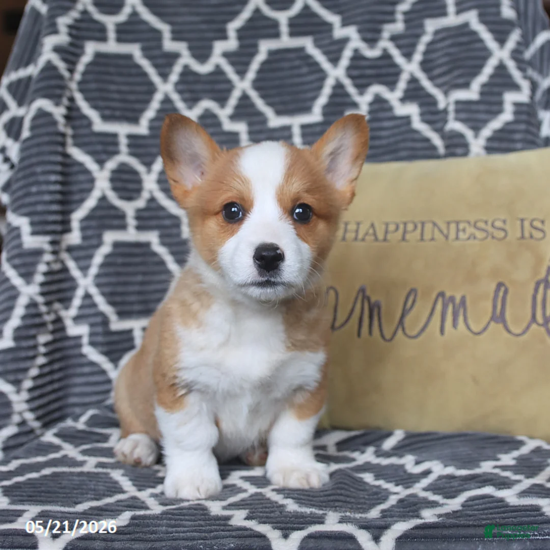 Welsh Corgi Pembroke dogs for sale: Happy - Ad 5