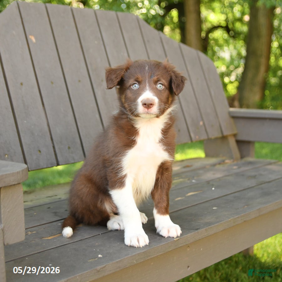 Border Collie dogs Maverick - Ad 1