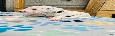 Dalmatian Puppy Yellow Collar