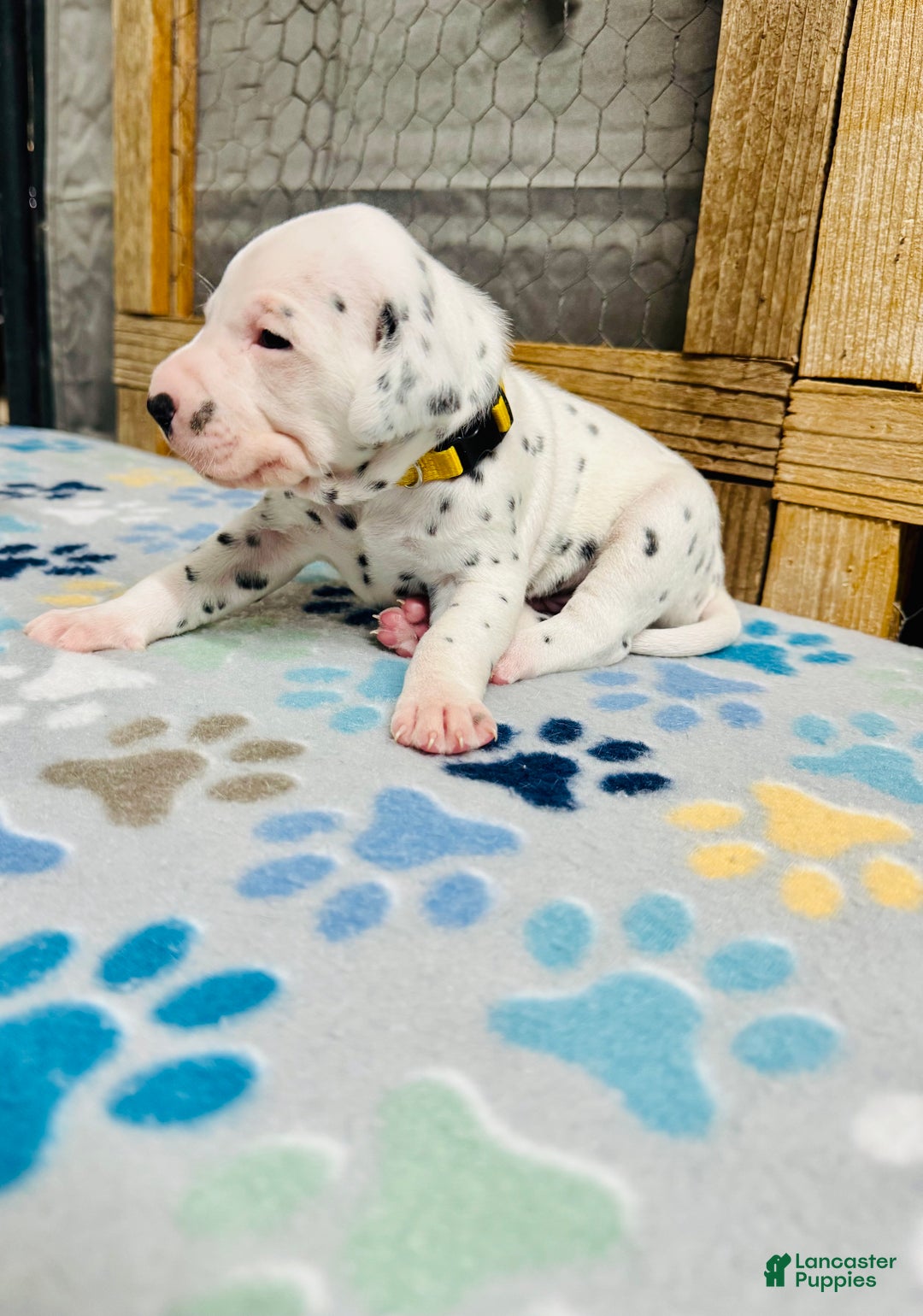 Dalmatian dogs for sale: Dalmatian Puppy Yellow Collar - Ad 1