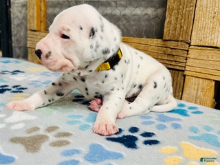 Dalmatian dogs Dalmatian Puppy Yellow Collar - Ad 26