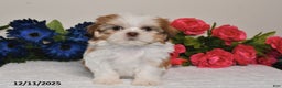 Shih Tzu dogs for sale: Jodi - Ad 4