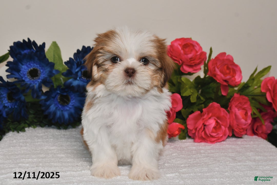 Shih Tzu dogs for sale: Jodi - Ad 4