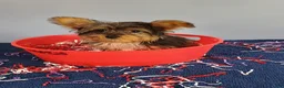 Yorkshire Terrier dogs for sale: Yorkshire Terrier 1 - Ad 5