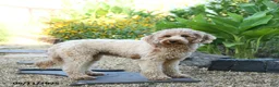 Mini Goldendoodle dogs for sale: Jewel - Ad 6