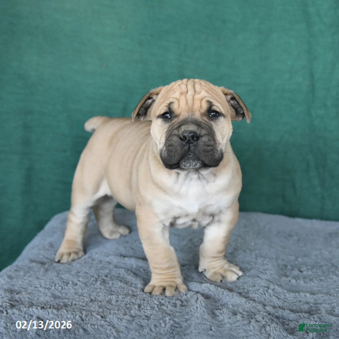 South African Boerboels dogs for sale: Alex - Ad 1