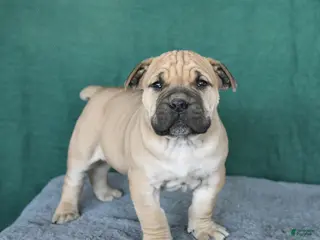 South African Boerboels dogs Alex - Ad 6