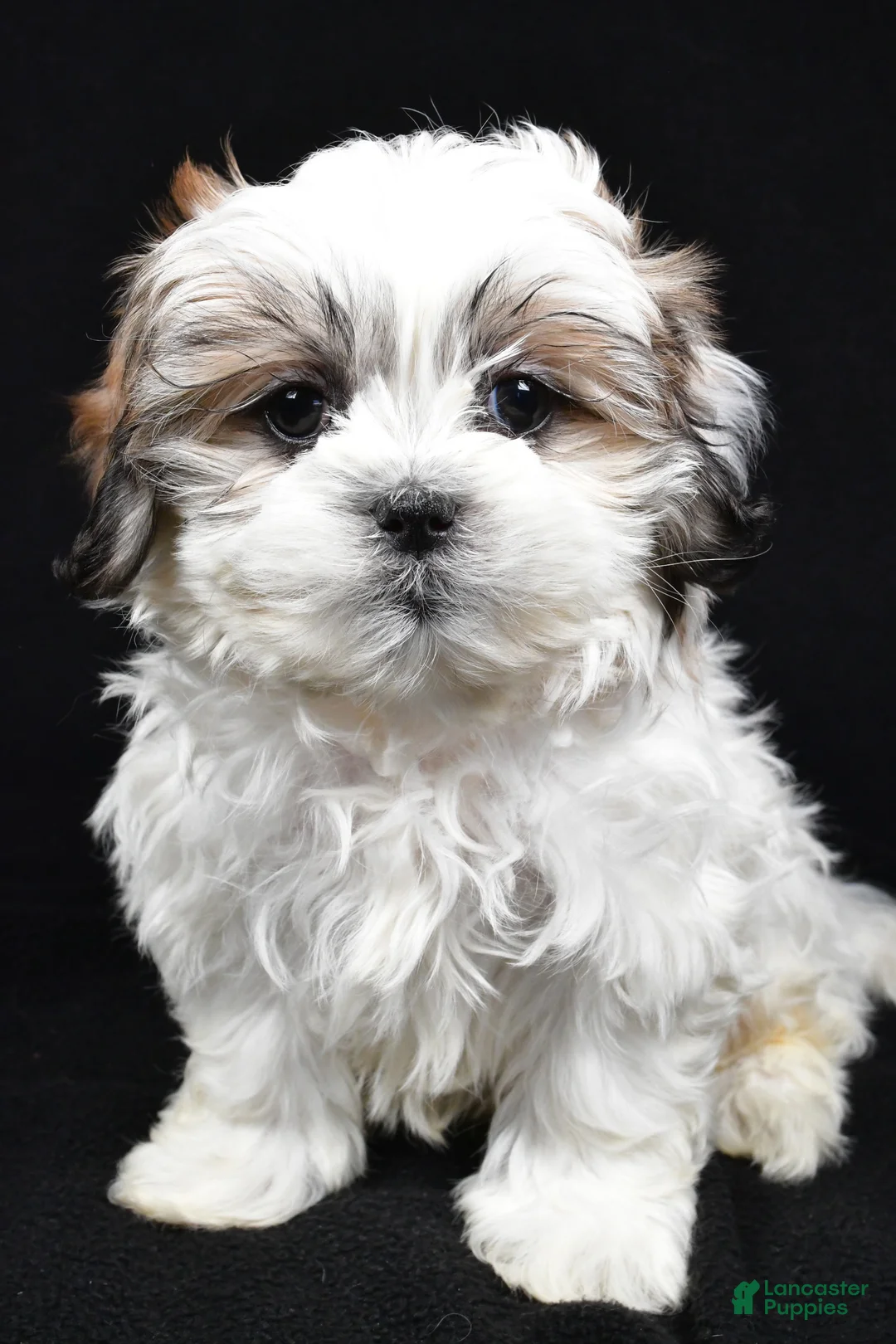 Teddy Bear dogs for sale: Eddy - Ad 8