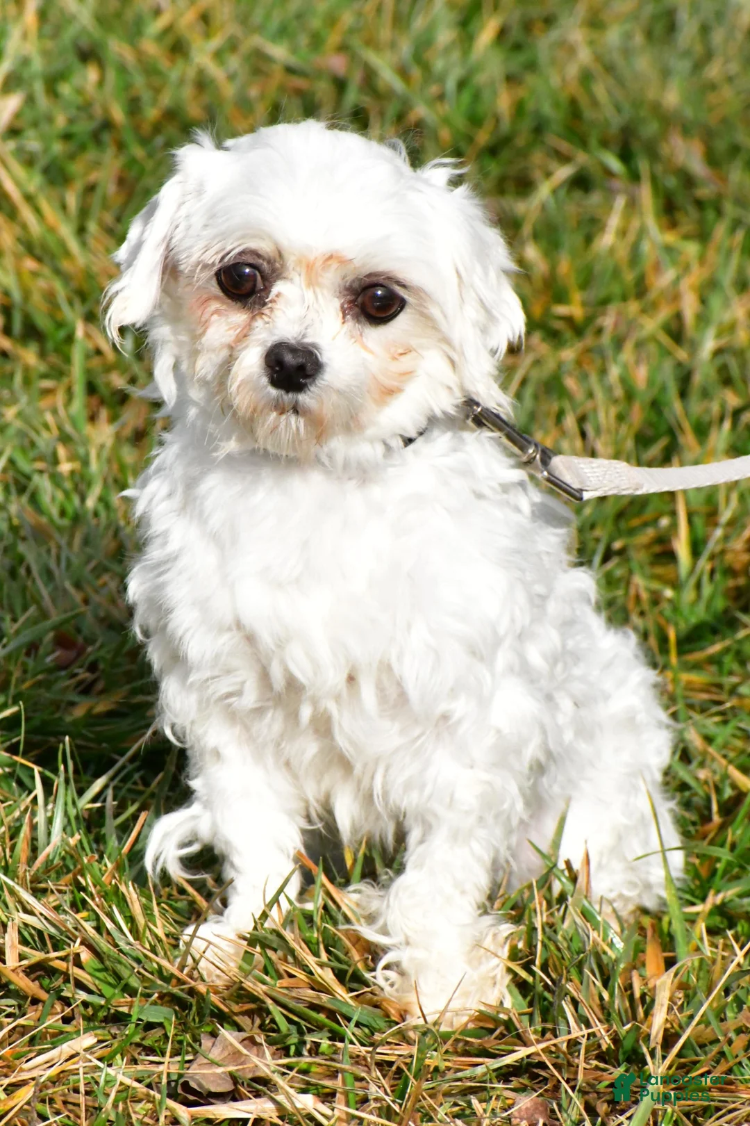 Morkie dogs for sale: Rita - Ad 12
