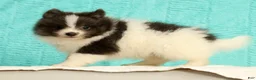 Pomeranian dogs for sale: Miles - Ad 9