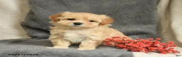 Maltipoo dogs for sale: Willy - Ad 4