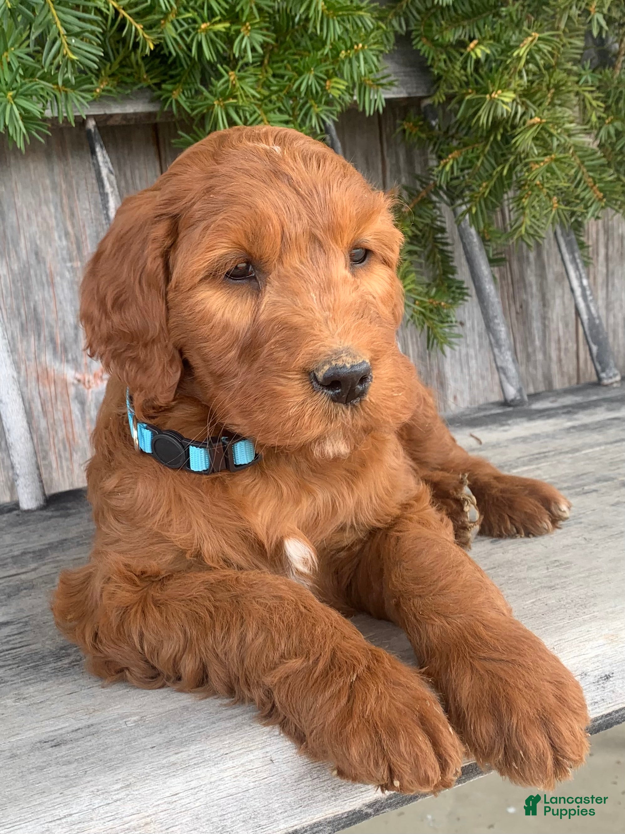 Irish Doodle dogs Ginger - Ad 2