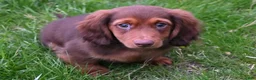 Miniature Dachshund dogs for sale: AKC Deon - Ad 5