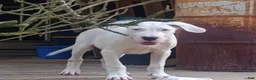 Dogo Argentino dogs for sale: Dogo Argentino Dogosaurus - Ad 3