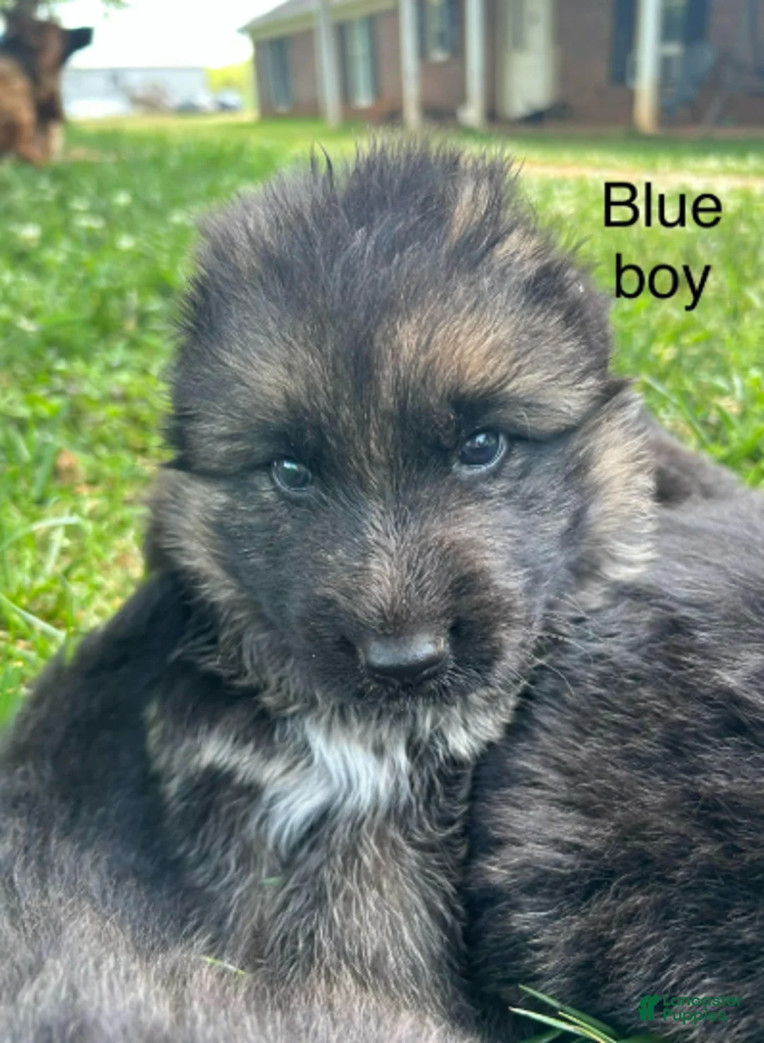 German Shepherd dogs for sale: Blue Boy - Ad 1
