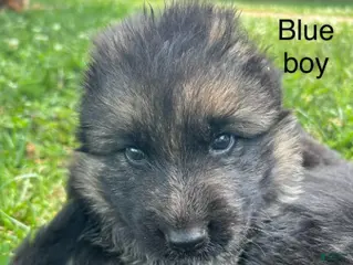 German Shepherd dogs Blue Boy - Ad 38
